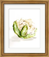 Veggie Sketch plain VI-Cauliflower Fine Art Print