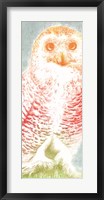 Snowy Owl panel rainbow Fine Art Print
