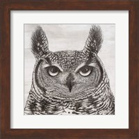 Portrait of an Owl Fine Art Print