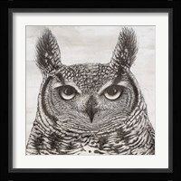 Portrait of an Owl Fine Art Print