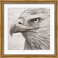 Portrait of an Eagle Fine Art Print