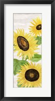 Fall Sunflowers panel II Fine Art Print