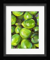 Tropical Limes Fine Art Print