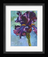 Iris in Bloom Fine Art Print