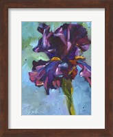 Iris in Bloom Fine Art Print