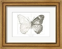 Butterfly Sketch landscape II Fine Art Print
