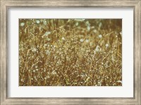 Dew on Grasses Fine Art Print