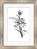 Line Echinacea I Fine Art Print