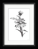 Line Echinacea I Framed Print