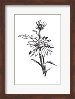 Line Echinacea I Fine Art Print