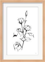 Line Rosebuds Fine Art Print
