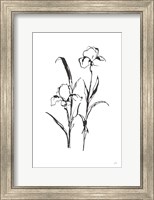 Line Iris I Fine Art Print