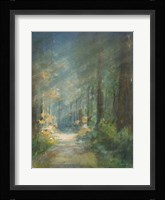 Sun Soaked Redwoods Fine Art Print