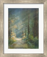 Sun Soaked Redwoods Fine Art Print