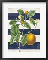 Classic Citrus VI Navy Shiplap NW Fine Art Print