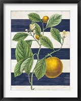 Classic Citrus VI Navy Shiplap NW Fine Art Print