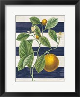 Classic Citrus VI Navy Shiplap NW Fine Art Print