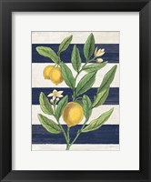 Classic Citrus V Navy Shiplap NW Fine Art Print