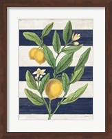 Classic Citrus V Navy Shiplap NW Fine Art Print