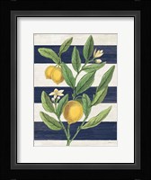 Classic Citrus V Navy Shiplap NW Framed Print