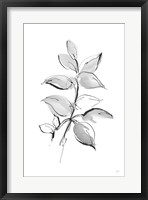 Wash Leaf I Framed Print