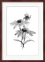 Wash Echinacea II Fine Art Print