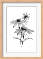Wash Echinacea II Fine Art Print