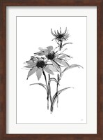 Wash Echinacea I Fine Art Print