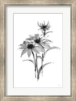 Wash Echinacea I Fine Art Print
