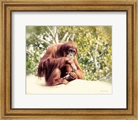 Orangutan Fine Art Print