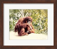 Orangutan Fine Art Print