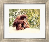 Orangutan Fine Art Print