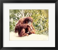 Orangutan Fine Art Print