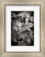 Hydrangea Leaves in Black and White Fine Art Print