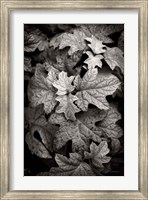 Hydrangea Leaves in Black and White Fine Art Print