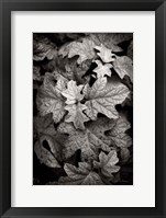 Hydrangea Leaves in Black and White Fine Art Print
