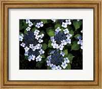 Hydrangeas Opening Fine Art Print