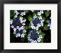 Hydrangeas Opening Fine Art Print