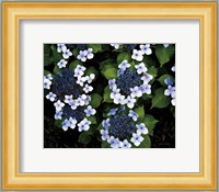 Hydrangeas Opening Fine Art Print