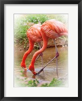 Two Flamingos Fine Art Print