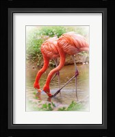 Two Flamingos Fine Art Print
