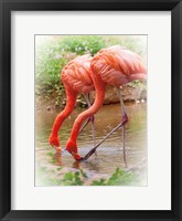 Two Flamingos Fine Art Print