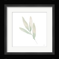 Sage III Fine Art Print