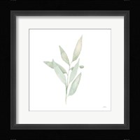 Sage II Fine Art Print