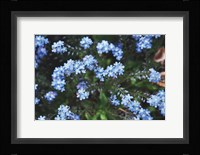 Forget Me Nots IV Fine Art Print