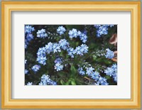 Forget Me Nots IV Fine Art Print