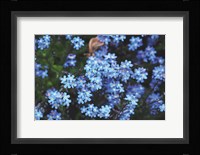 Forget Me Nots III Fine Art Print
