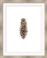 Pine Cone I Fine Art Print