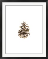 Pine Cone II Fine Art Print