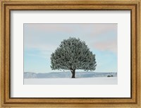 Frosted Pine Fine Art Print